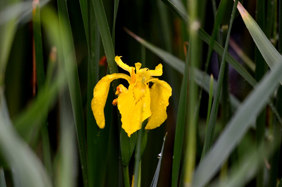 Iris pseudacorus flowering