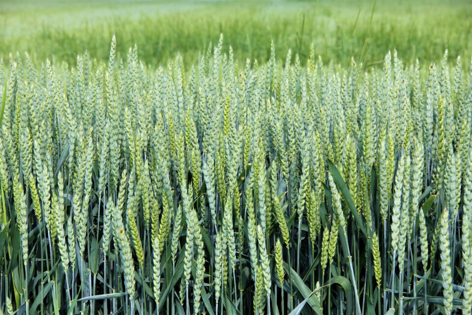 Field agriculture growth