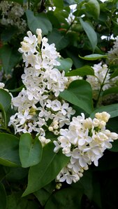 Nature white shrub