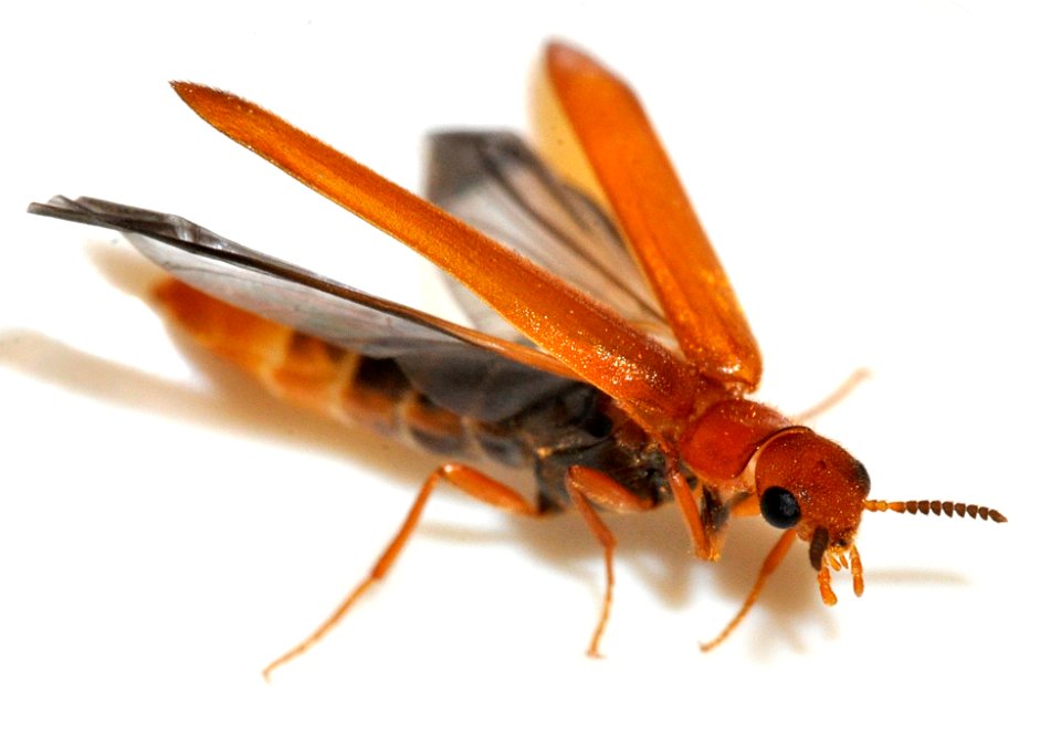 Hylecoetus-dermestoides-04-fws