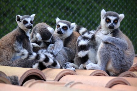 Animal animals exotic animal