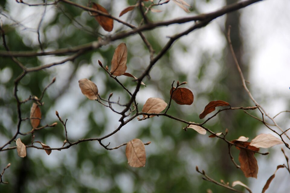Defoliation deadwood blur