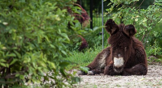 Mule concerns animal
