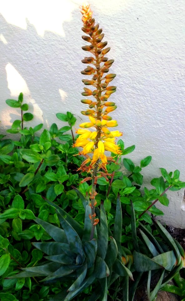 Hybrid Aloe commixta X tenuior in flower 3