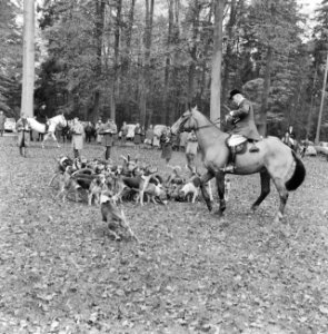 Jaarlijkse traditionele St. Hubertusslipjacht te Amersfoort, Bestanddeelnr 911-7429