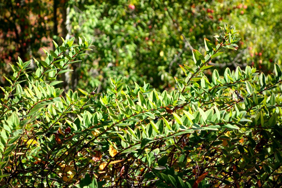 Hypericum forrestii - Quarryhill Botanical Garden - DSC03306