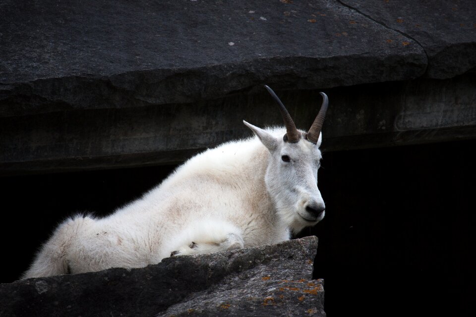Mountain goat goat zoo