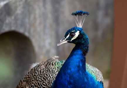 Nature animal world berlin