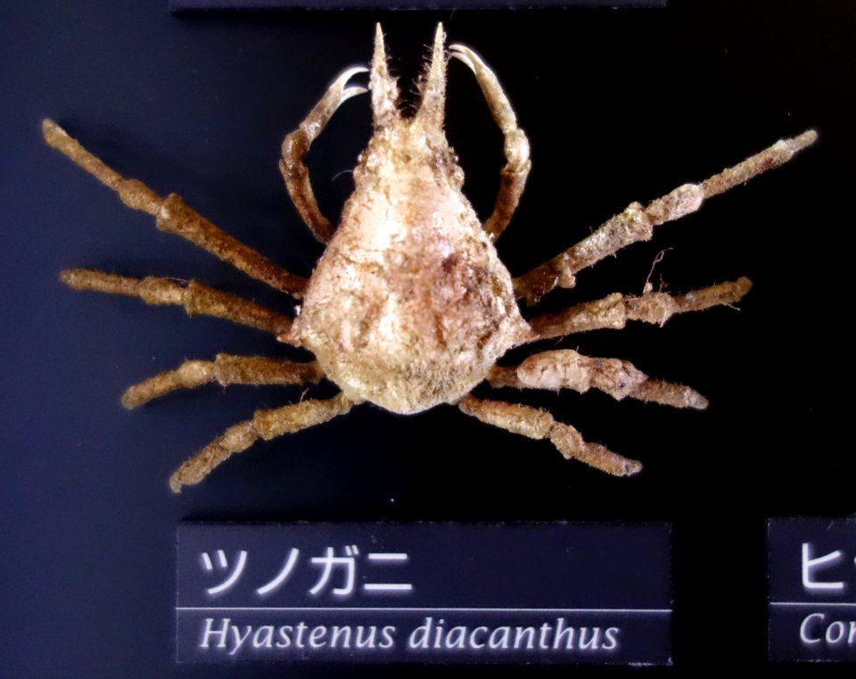 Hyastenus diacanthus - National Museum of Nature and Science, Tokyo - DSC06765
