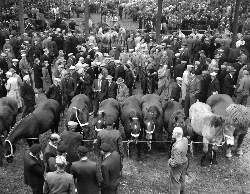 Jaarlijkse paardenmarkt in Zuidlaren, Bestanddeelnr 909-0343