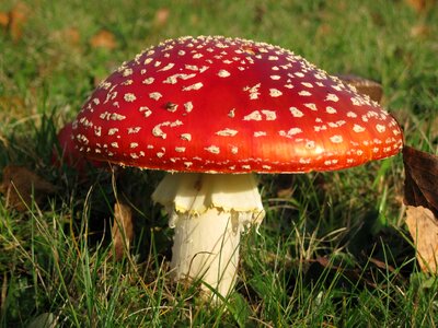Mushroom poison redcap