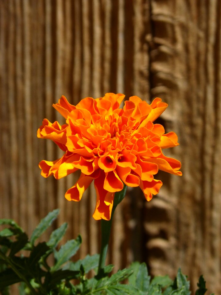Beauty orange color detail
