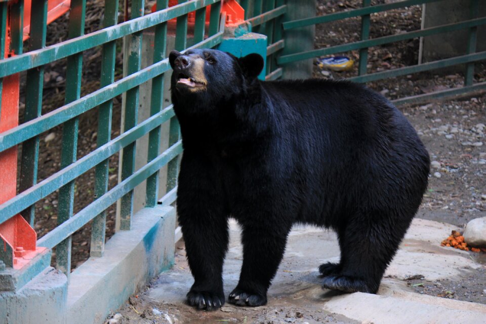 Large strong animal