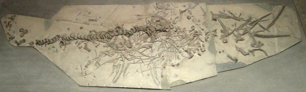 Ichthyosaur - Naturmuseum Senckenberg - DSC02176