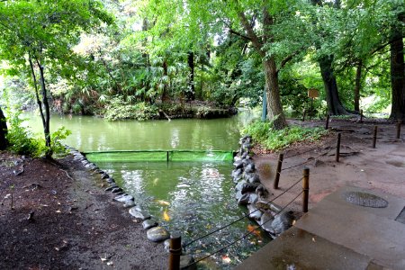 Ichikishima Shrine carp - Zenpukuji Park - Suginami, Tokyo - DSC01809