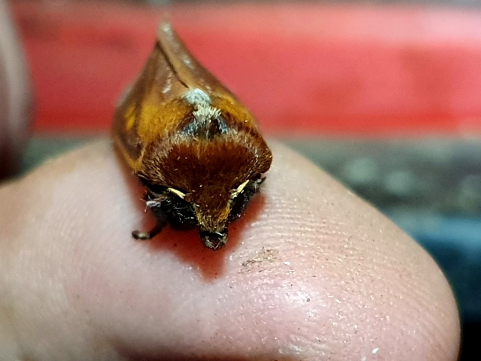 Ichneutica purdii 107667941