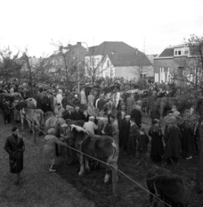 Jaarlijkse paardenmarkt te Hedel, Bestanddeelnr 911-7472