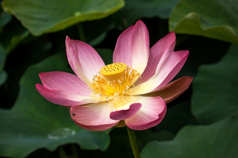 Water flower pink nature