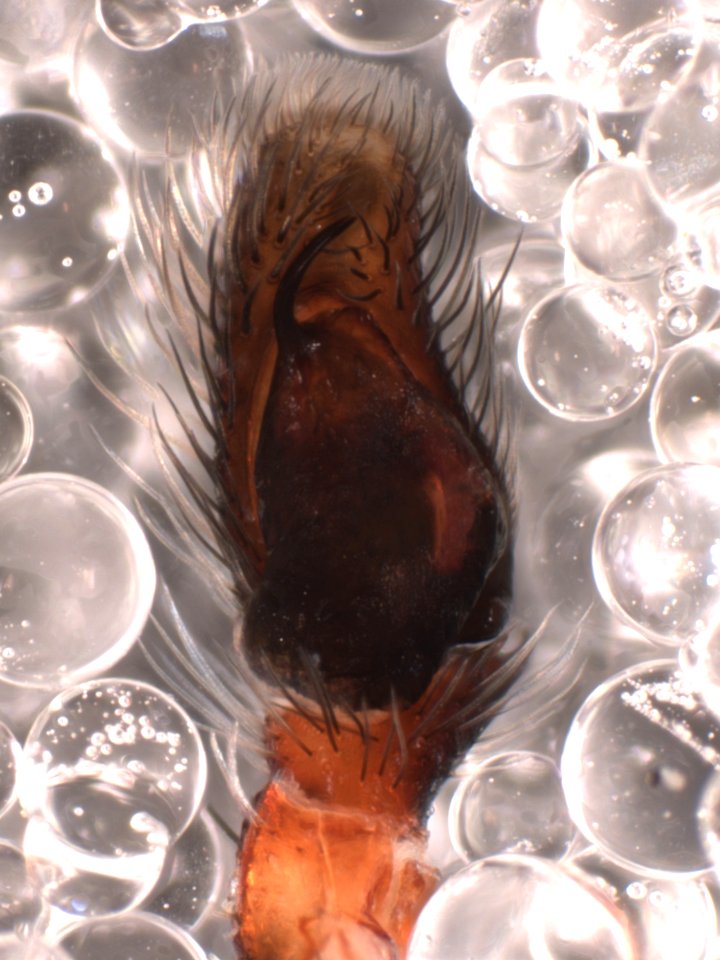 Icius hamatus pedipalp
