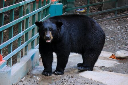 Large strong animal photo