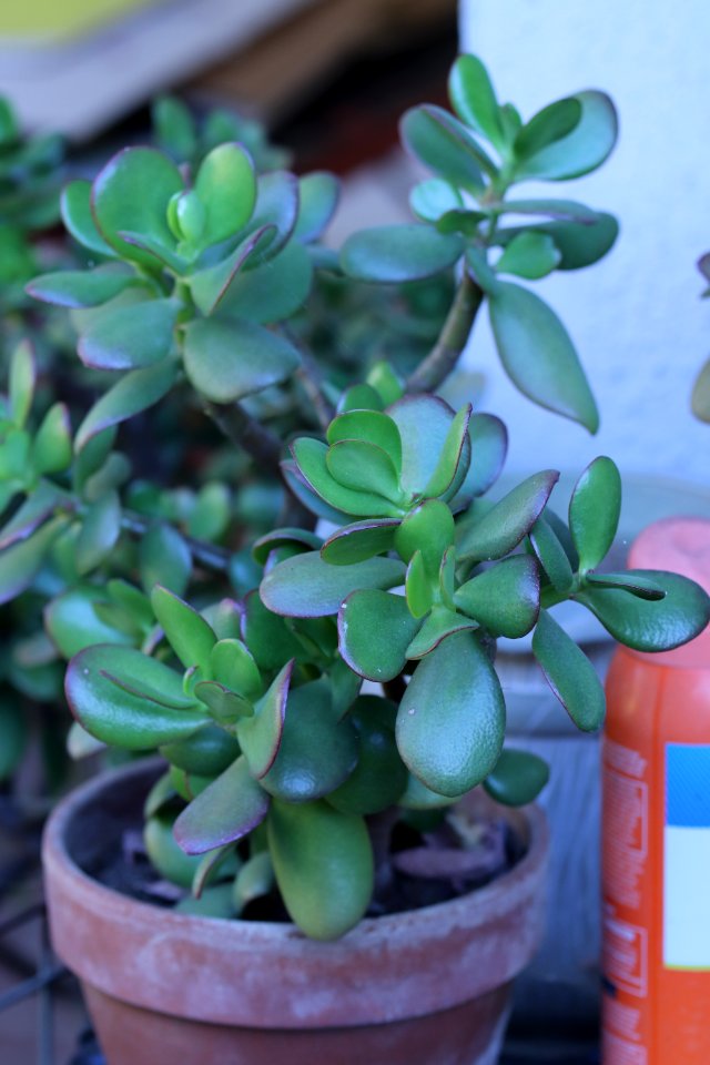 Jade Plant, Crassula ovata IMG 3629