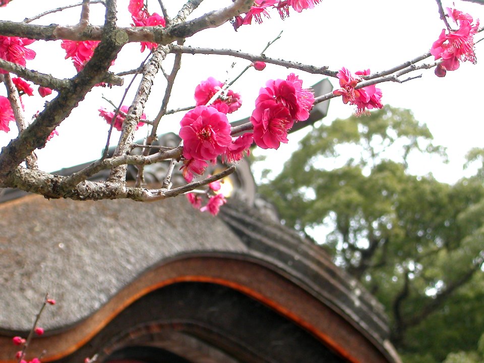 Japanese nature temple red flowers