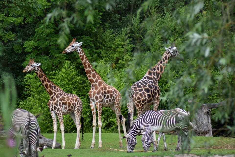 Spotted safari wild animal