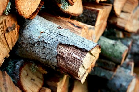 Logs in evidence autumn photo