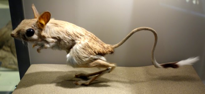 Jaculus orientalis - National Museum of Nature and Science, Tokyo - DSC07495