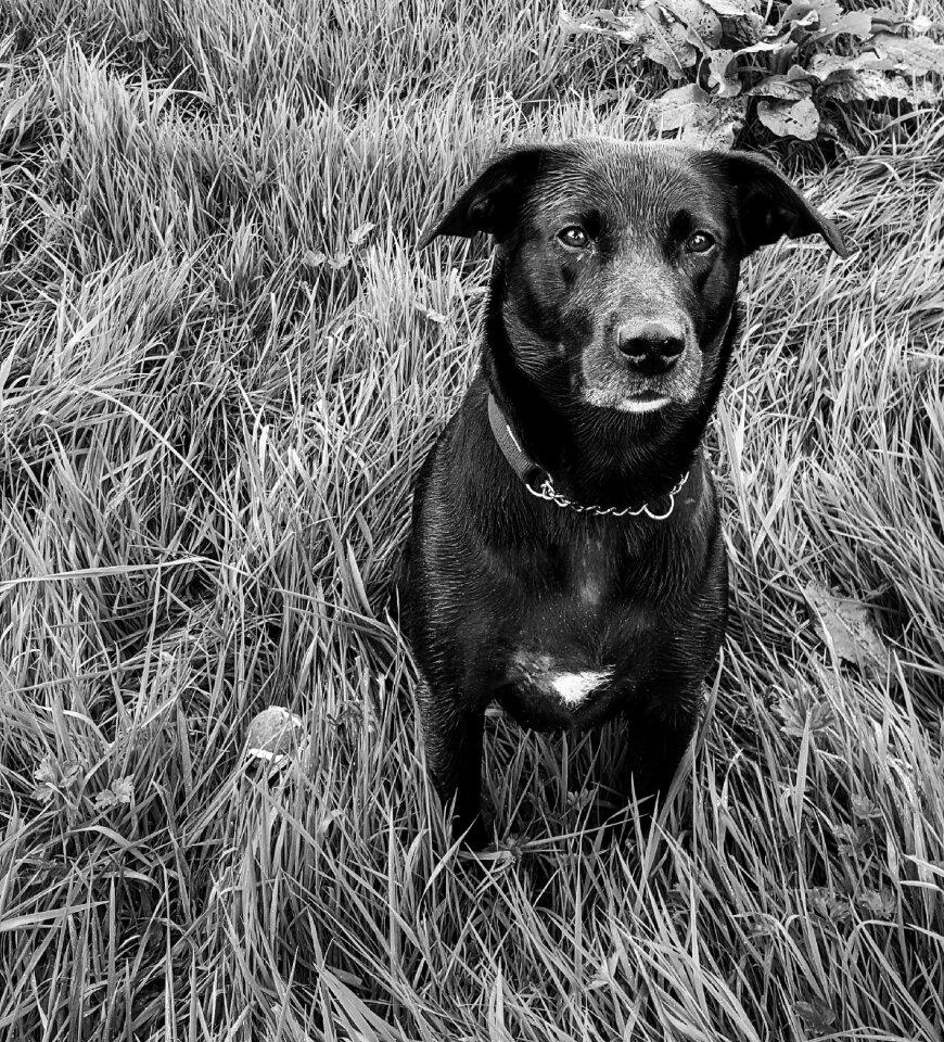 Dog canine black and white