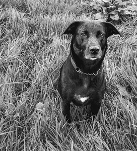 Dog canine black and white