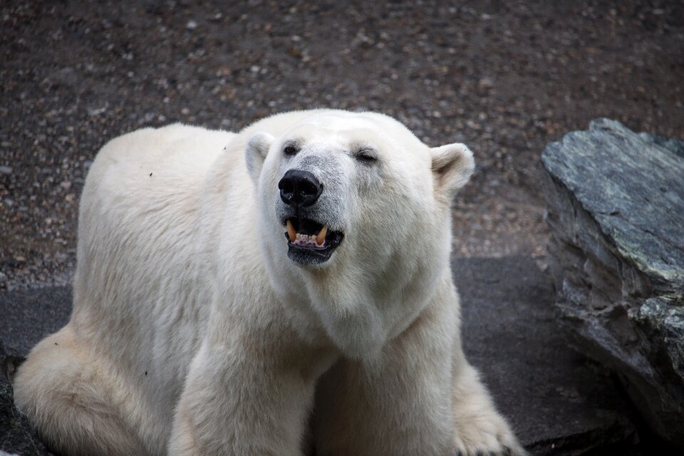 Bear animal dangerous