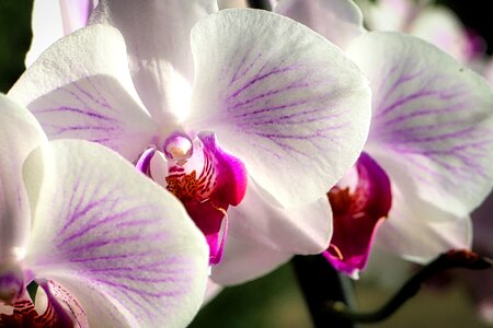 Nature tropical orchid photo