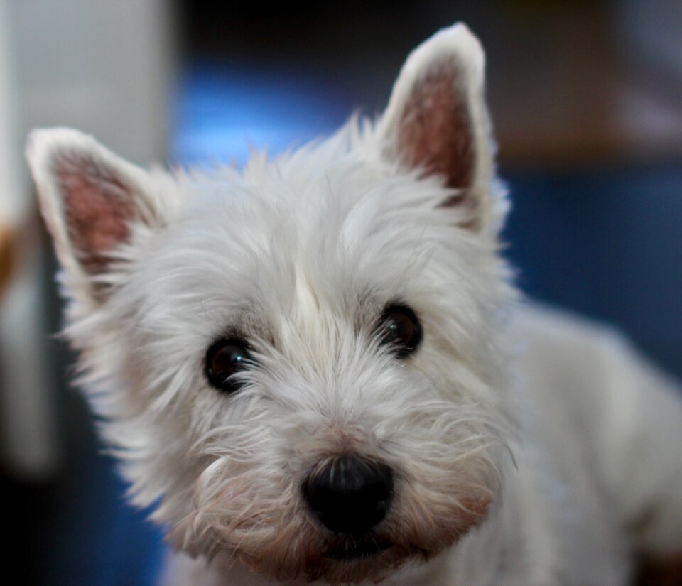 White west highland small