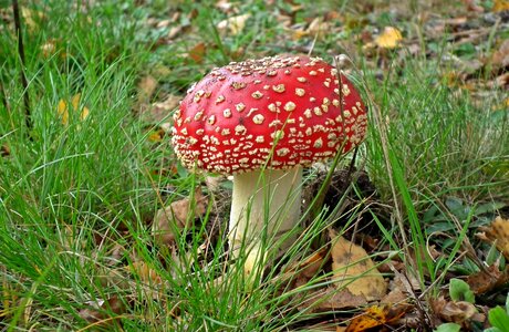 Mushroom amanita poisonous photo