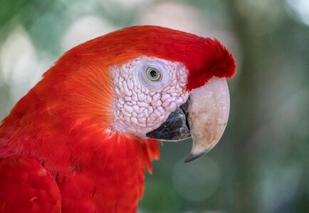 Nature animal parrot photo