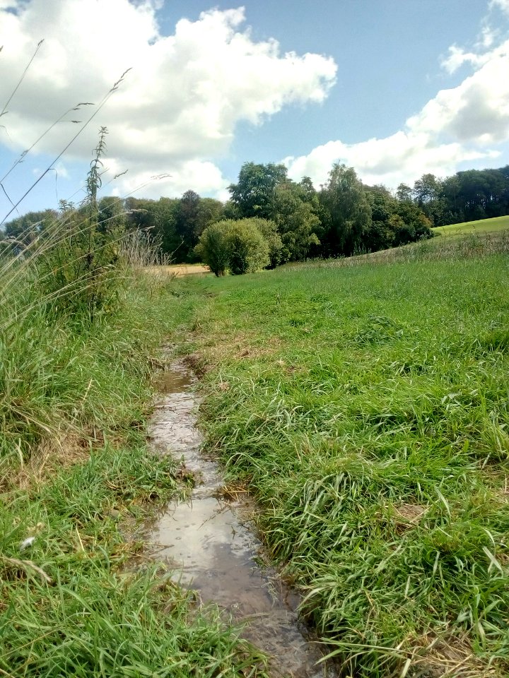 Grombach, Rinnsal am Binsheimer Brunnen (2)