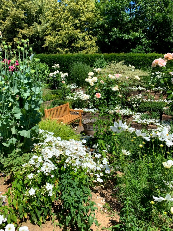 Hadamar, Rosengarten (7)