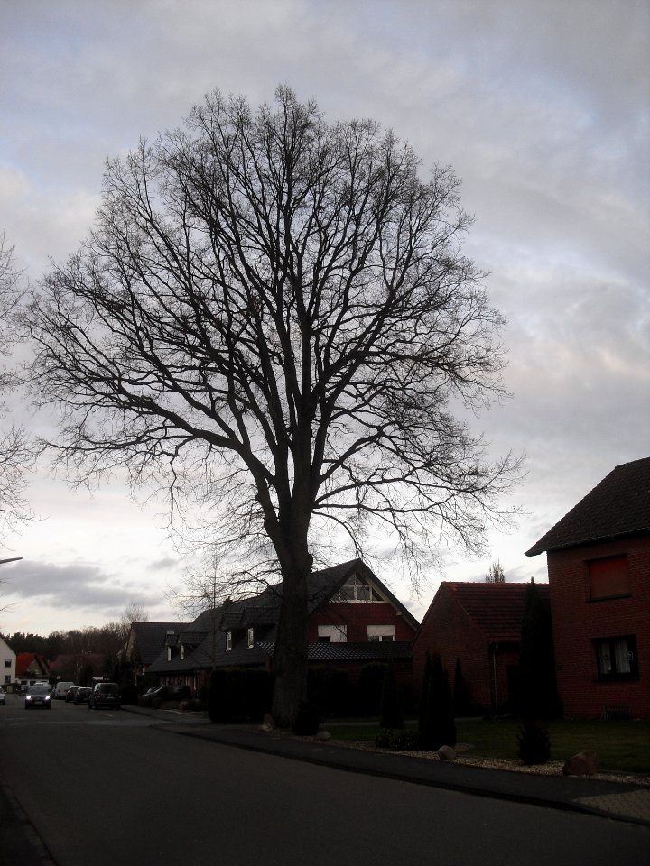 Hövelhof - Eiche in der Jägerstraße