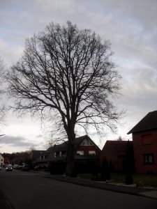Hövelhof - Eiche in der Jägerstraße