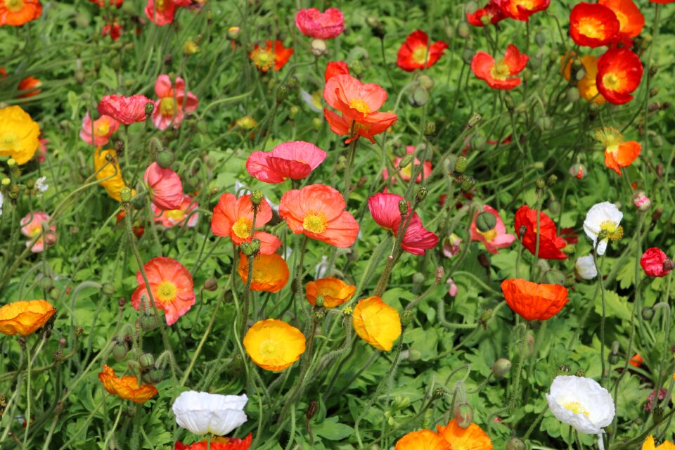 Summer field garden