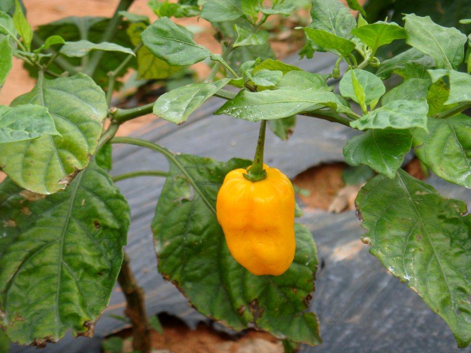 Hainan Yellow Lantern Chili plants - 03