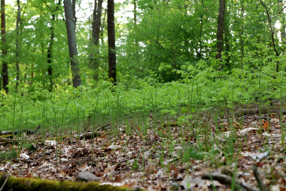 Grunewald 2021-05-10 45