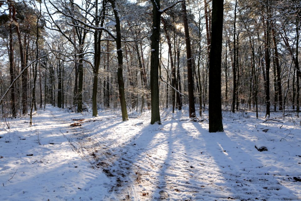 Grunewald with snow 2021-01-31 06