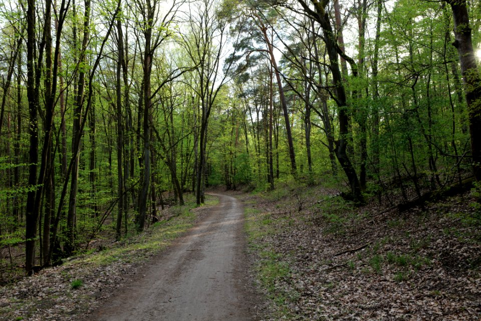 Grunewald 2021-05-10 51