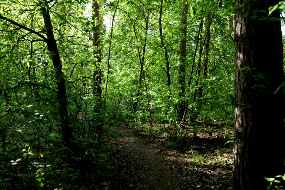 Grunewald 2021-05-10 20