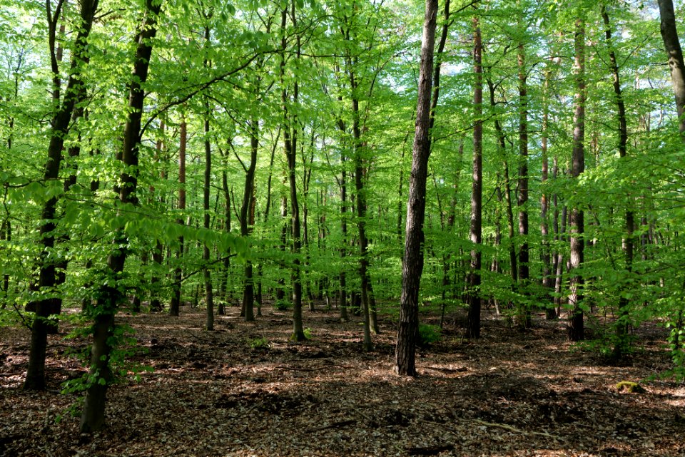 Grunewald 2021-05-10 09