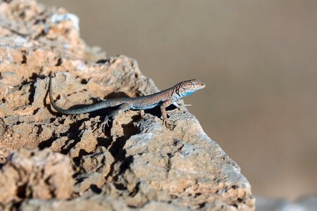 Animal nature desert photo