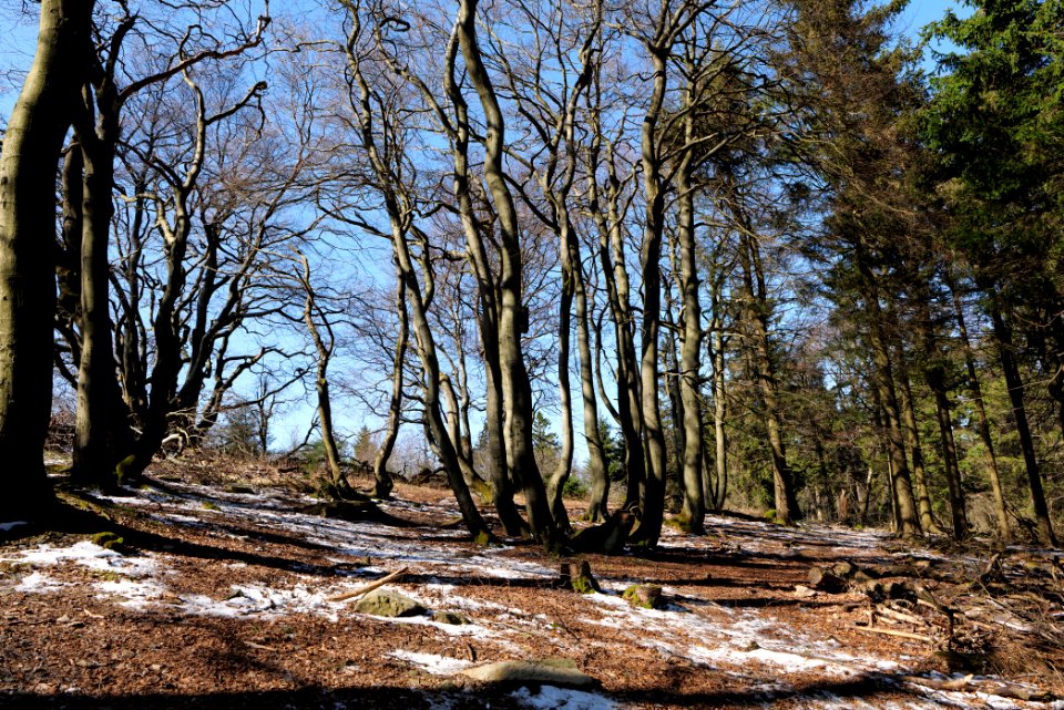 Großer Feldberg 2020-03-23 52