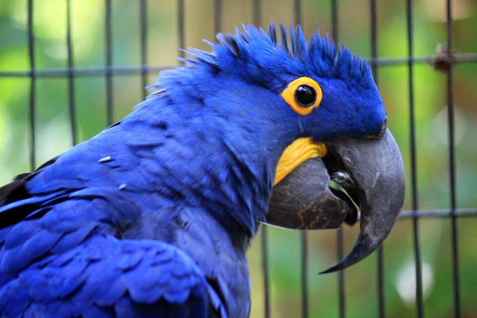 Jacinto macaw ave photo
